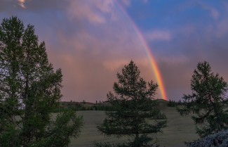 Tannenbaum und Regenbogen